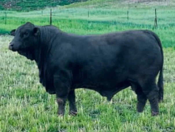 Labor Nuff Surrender 889K